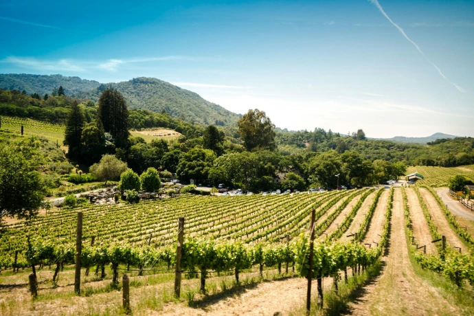 vigne france